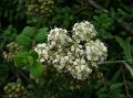 Grey Stem Spirea